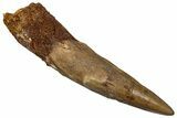 Bargain, Fossil Spinosaurus Tooth - Real Dinosaur Tooth #289855-1